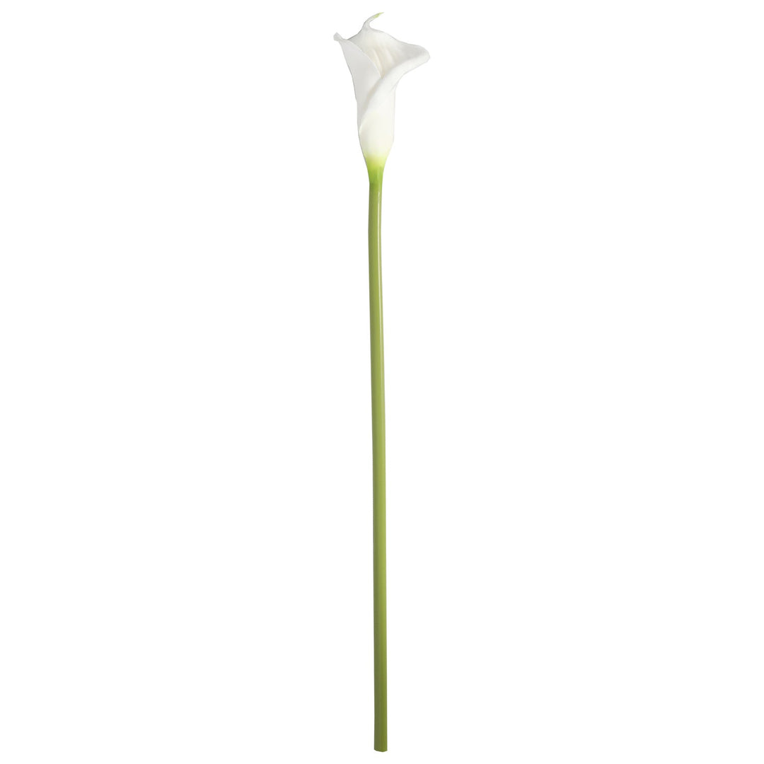 Calla Lily