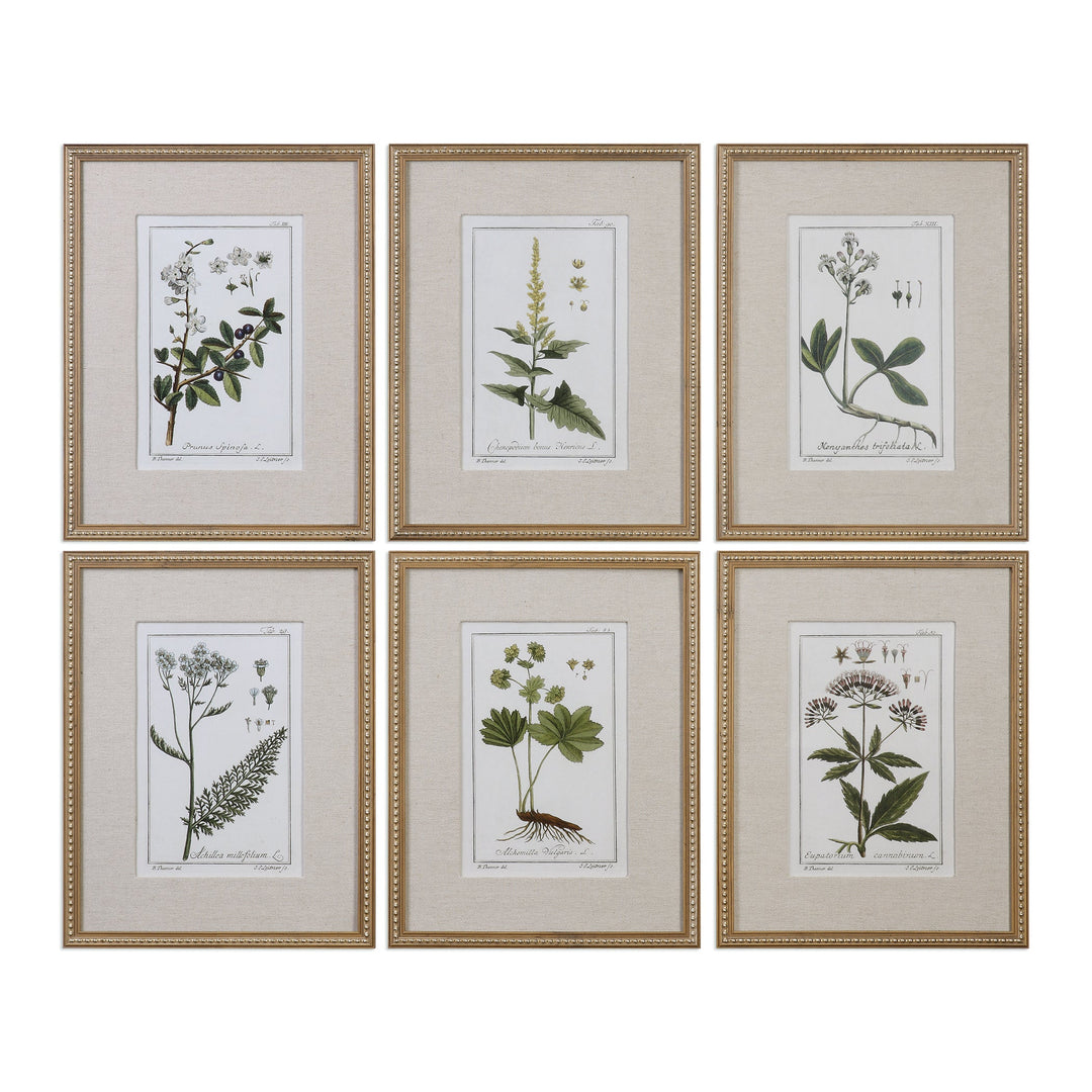 Green Floral Botanical Study Framed Prints, S/6