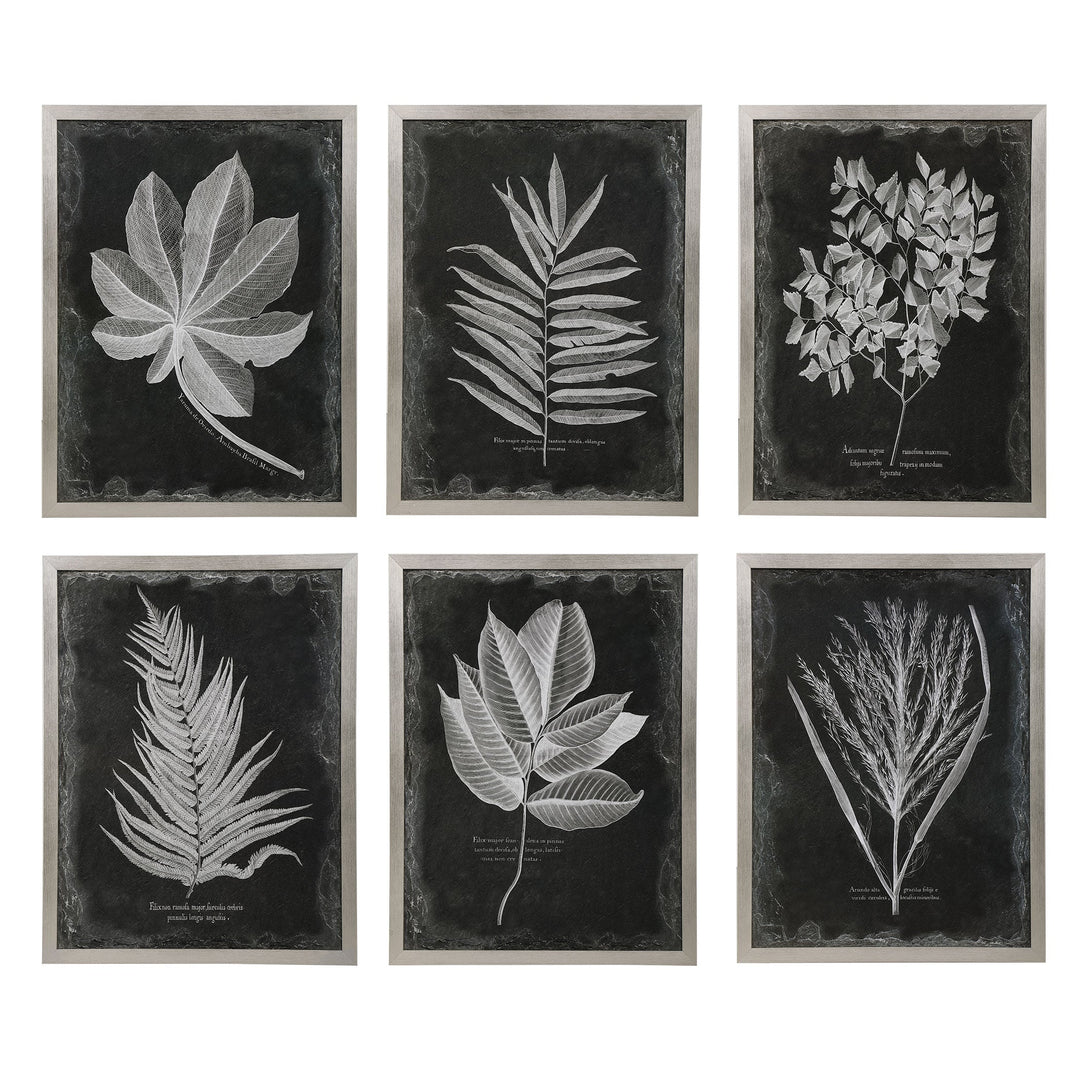 Foliage Framed Prints, S/6