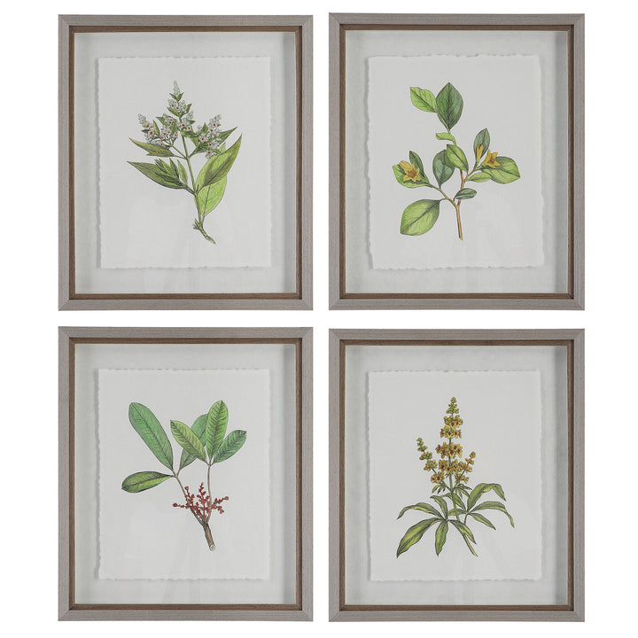 Wildflower Study Framed Prints, S/4