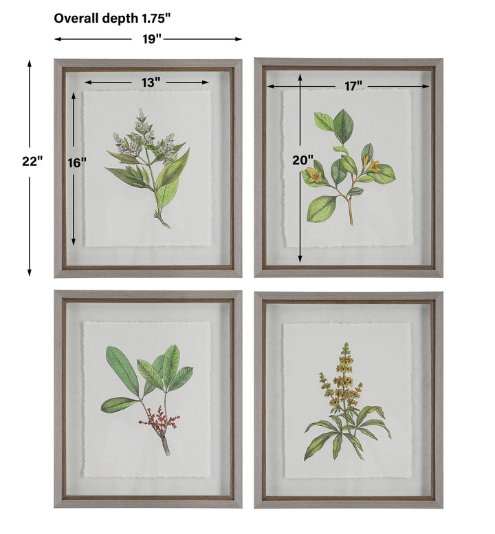 Wildflower Study Framed Prints, S/4