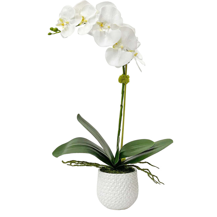 Cami Orchid