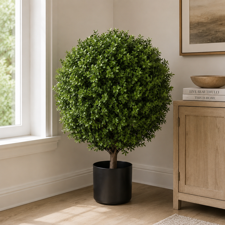 Buxus Ball Tree with Short Trunk  85CM
