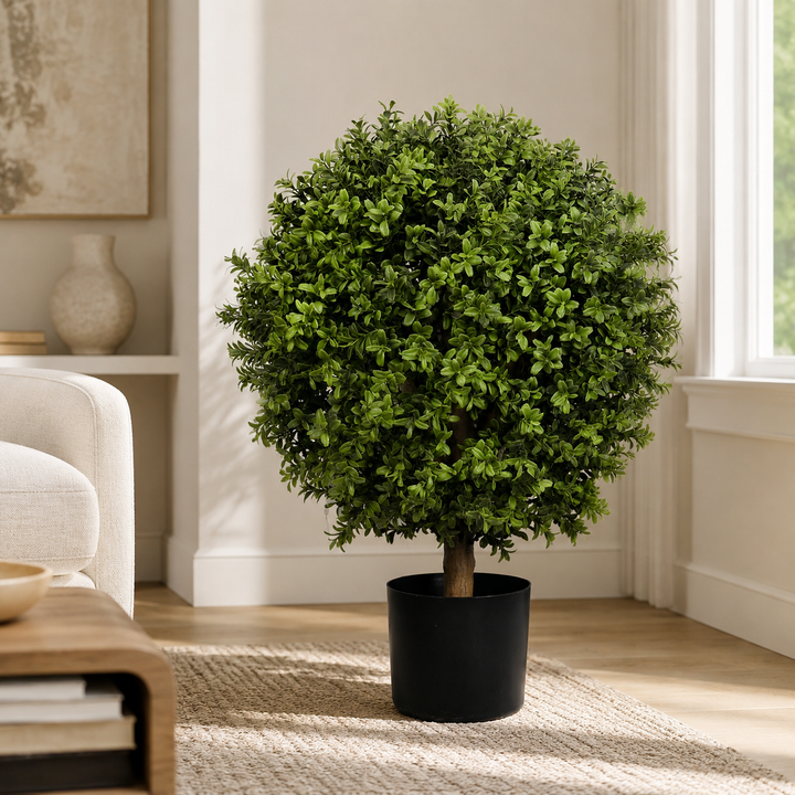 Buxus Ball Tree with Short Trunk  75CM