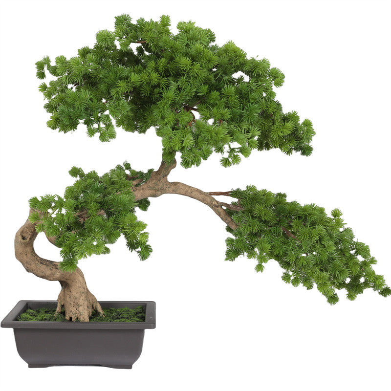 Potted Pine Bonsai 55CM