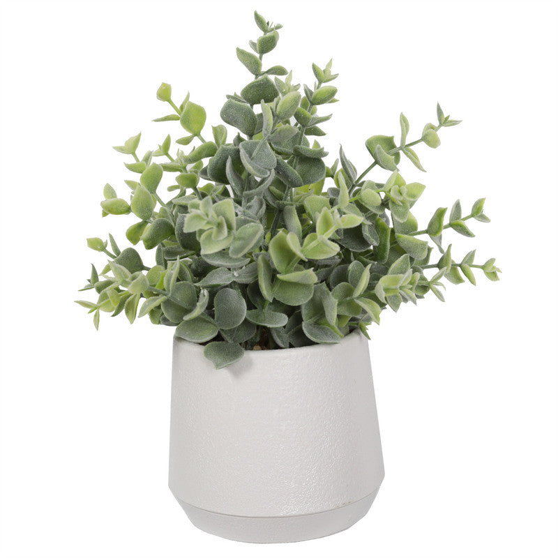 Boxwood 27CM