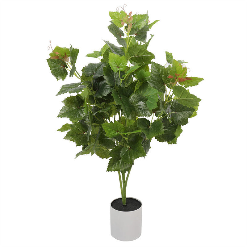 Grape Vine Plants 70CM