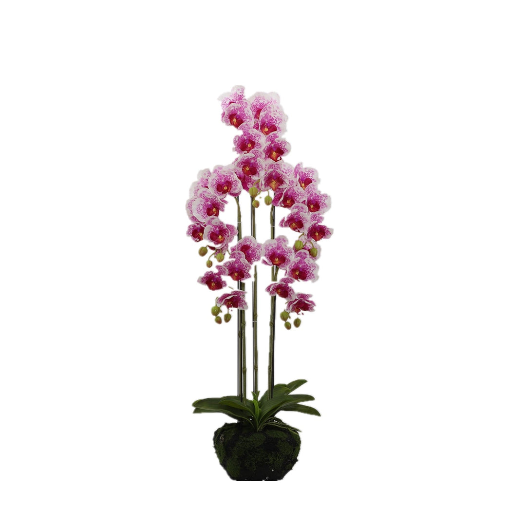 BUTTERFLY ORCHID