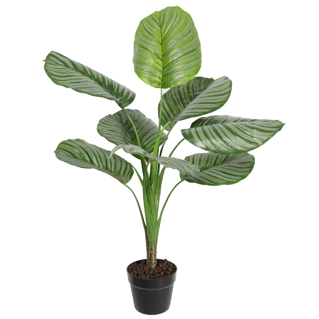 Premium Calathea Rotundifolia 90CM