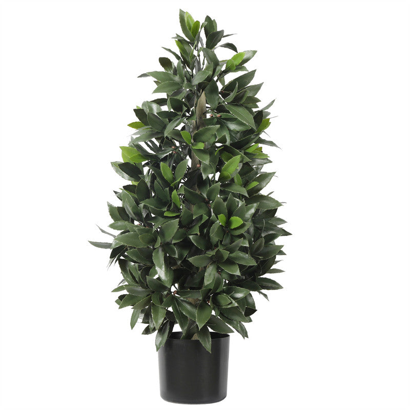 Bay Laurel Tower Tree 90CM