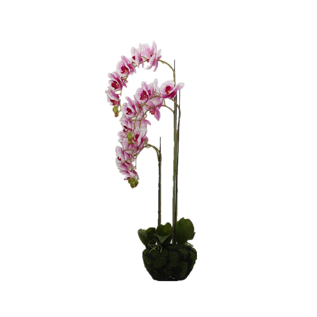 BUTTERFLY ORCHID