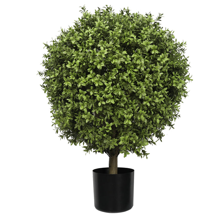 Buxus Ball Tree with Short Trunk  85CM