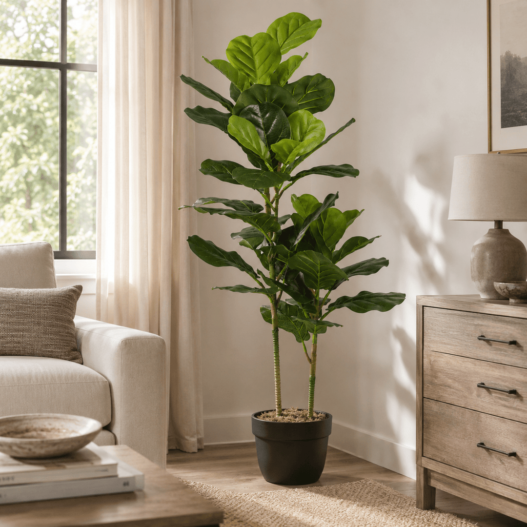 Fiddle Leaf Fig Tree 2T 52LVS