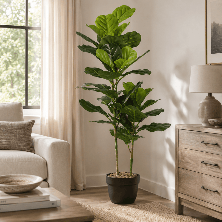 Fiddle Leaf Fig Tree 2T 52LVS