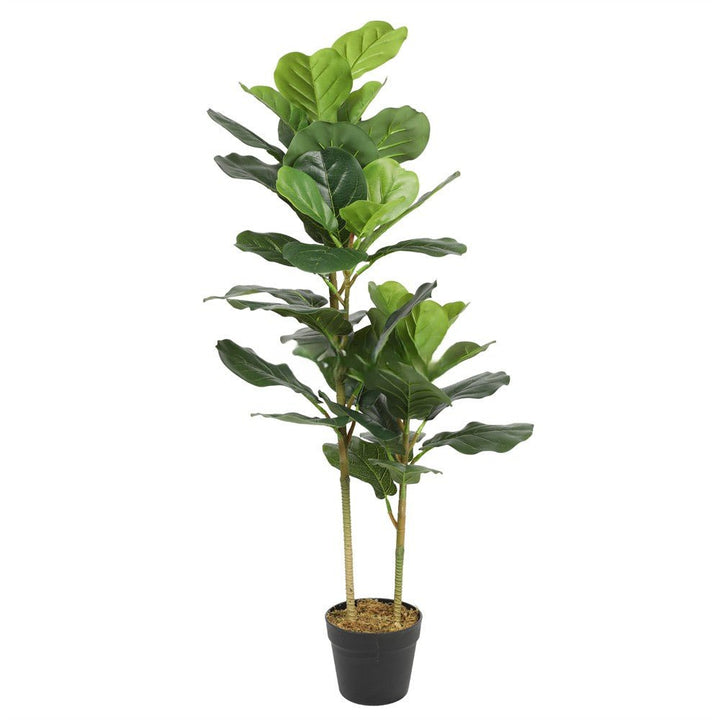 Fiddle Leaf Fig Tree 2T 52LVS