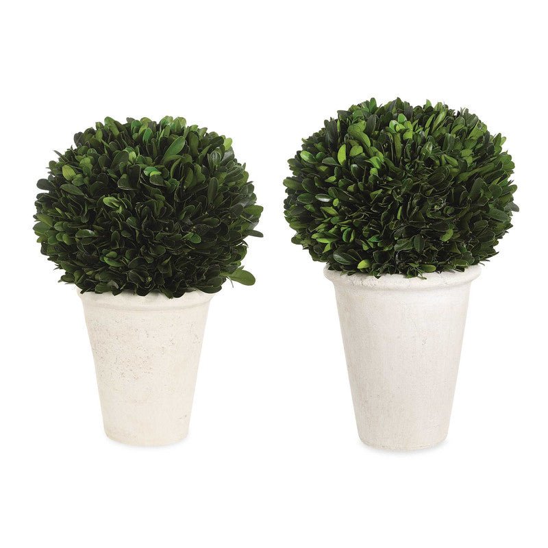 Boxwood Domes, S/2